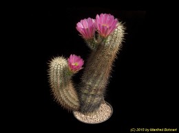 Echinocereus spec. 740